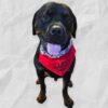 Over-the-Collar Pet Bandanas - Image 4