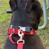 Safety Backup Collar - Image 2
