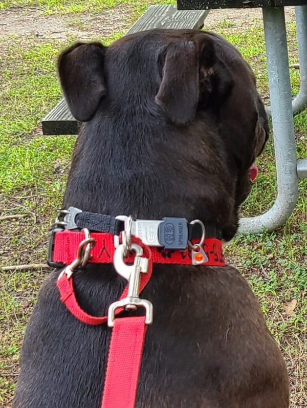 Safety Backup Collar - Image 2