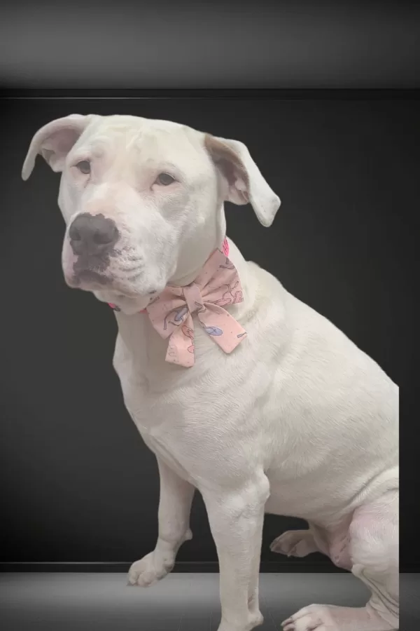Bow Ties and Sailor Bows - Image 4